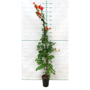 Campsis x tagliabuana "Madame Galen" 5.5L Alto 1 Tutor 120
