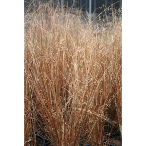 Carex buchananii "Red Roster" 2.5L R/C 30/40