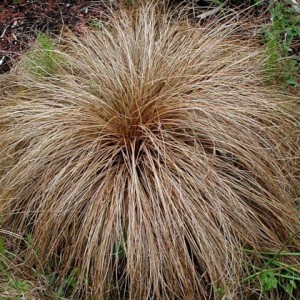 Carex flagellifera "Bronzita" 2.5L R/C 20/30