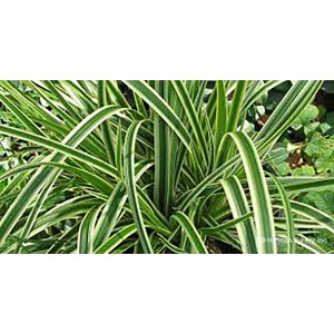 Carex foliosissima "Ice Dance" 2.5L R/C 20/30