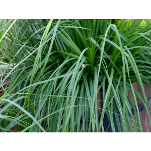 Carex foliosissima "Irish Green" 2.5L R/C   20/30