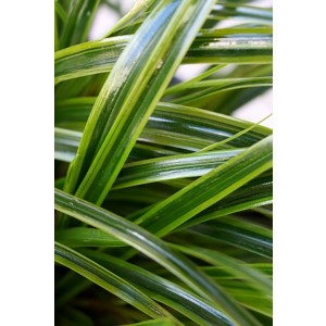 Carex oshimensis "Everlime" 2.5L R/C 20/30