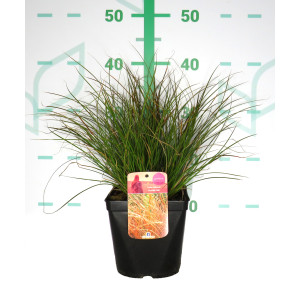 Carex testacea "Prairie Fire" 2.5L 20/30