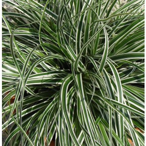 Carex oshimensis "Everest" 2.5L R/C 20/30