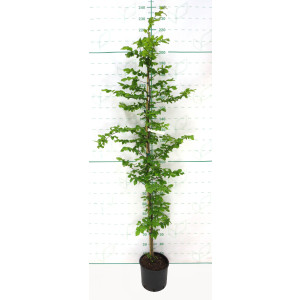 Carpinus betulus 10L 170/190