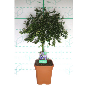 Ceanothus 14L Ht 50 70/80