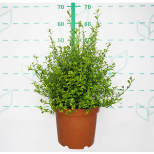 Ceanothus thyrsiflorus "El Dorado" 5L 25/35