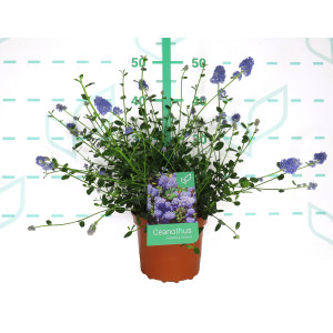 Ceanothus impressus "Victoria" 2.5L 20/25