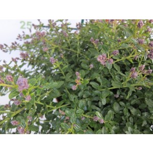 Ceanothus thyrsiflorus var. repens 10L 25/35