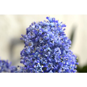 Ceanothus thyrsiflorus var. repens 2L Azul