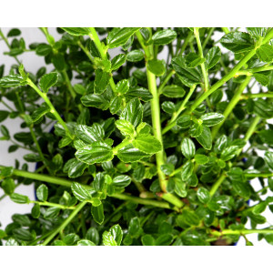 Ceanothus "Snow Flurry" 2L 20/30