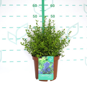 Ceanothus thyrsiflorus "El Dorado" 5L 25/35