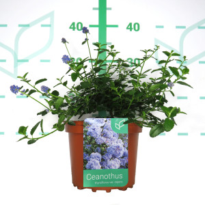 Ceanothus thyrsiflorus var. repens 2.5L 15/25