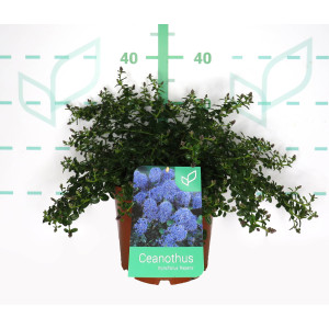 Ceanothus thyrsiflorus var. repens 5L 25/35 DP 30/40
