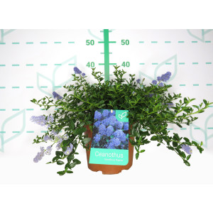 Ceanothus thyrsiflorus var. repens 5L 25/35 DP 30/40