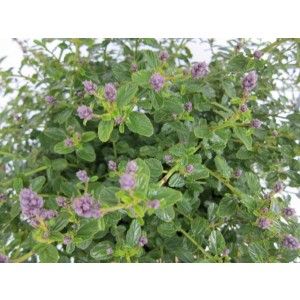 Ceanothus thyrsiflorus var. repens 2.5L 15/25