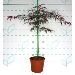 Acer palmatum "Dissectum Inaba Shidare" 5L Ht 40 60