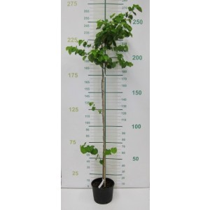 Cercis canadensis 10L 160/180