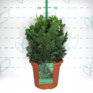 Chamaecyparis obtusa "Nana Gracilis" 10L Deco 35/40