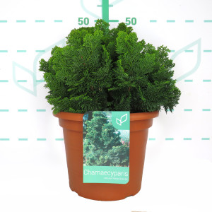 Chamaecyparis obtusa "Nana Gracilis" 10L Deco 35/40