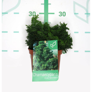 Chamaecyparis pisifera "Teddy Bear" 2L 25/30