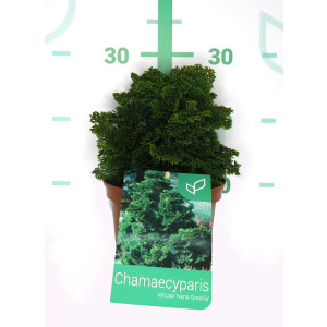 Chamaecyparis obtusa "Nana Gracilis" 2L 10/15