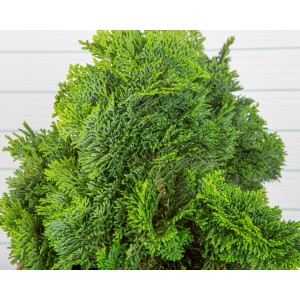 Chamaecyparis obtusa "Nana Gracilis" 10L Deco 35/40