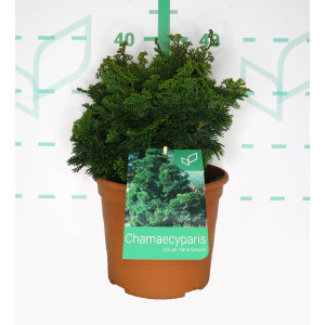 Chamaecyparis obtusa "Nana Gracilis" 5L Deco 20/25