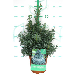 Chamaecyparis pisifera "Boulevard" 2.5L Deco 15/20