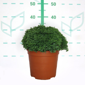 Chamaecyparis pisifera "Minta" ® 5L 15/20 DP 25/30