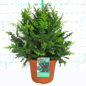 Chamaecyparis pisifera "Teddy Bear" 15L Deco 50/70