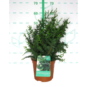 Chamaecyparis pisifera "Teddy Bear" 5L Deco 30/40 DP 25/30