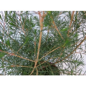 Chamaelaucium uncinatum 2L Blanca 25/30 