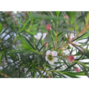 Chamaelaucium uncinatum 1.5L Ht 20 40