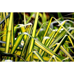 Chlorophytum comosum "Variegatum" 2L R/C 20/30