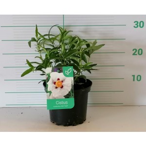 Cistus 2L 15/20 C. corbariensis; "Allan Fradd";"Peggy Samons"