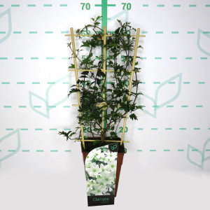 Clematis "Avalanche" 3.5L R/C Espaldera 75