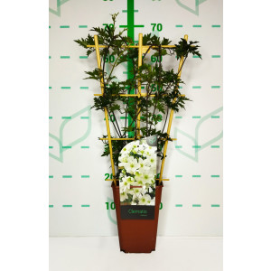 Clematis "Avalanche" 3.5L R/C Espaldera 75