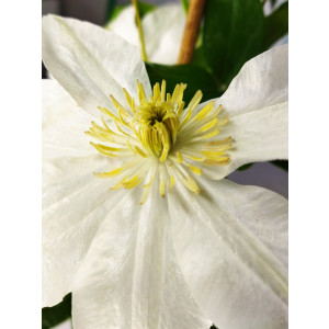 SURTIDO CLEMATIS 2L Alto 2 Tutores 75