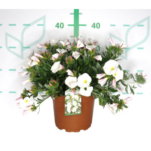 Convolvulus cneorum 3L 20/25