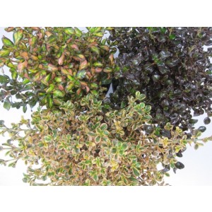 Coprosma "Pacific Night" 10L 20/30