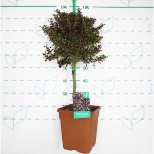 Coprosma sp 9L Ht 40 60/70 DC 30/40