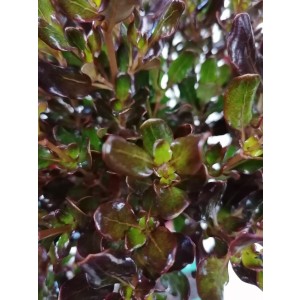 Coprosma "Chocolate Soldier" 5L Deco 30/40