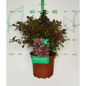 Coprosma "Chocolate Soldier" 2L 15/20