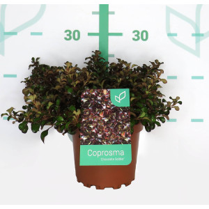 Coprosma "Chocolate Soldier" 2L 15/20