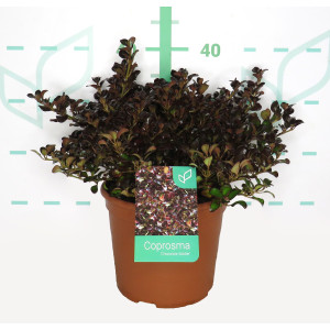 Coprosma "Chocolate Soldier" 5L Deco 15/20