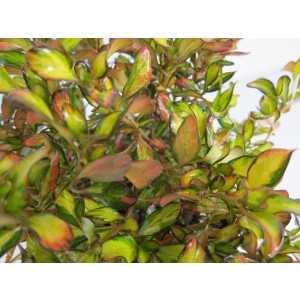 Coprosma "Evening Glow" 2L 15/20