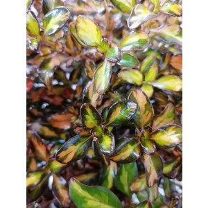 Coprosma "Evening Glow" ® 10L 15/ 20