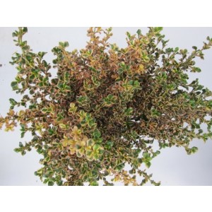 Coprosma "Inferno" ® 2L