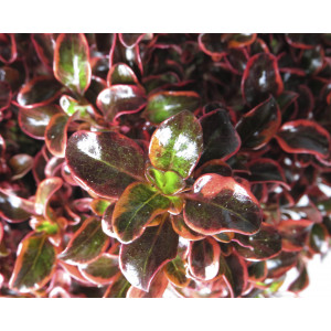 Coprosma "Inferno" ® 10L 20/25